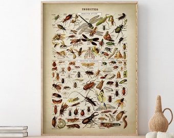 Insect Chart Print: Vintage Scientific Artwork, French Text