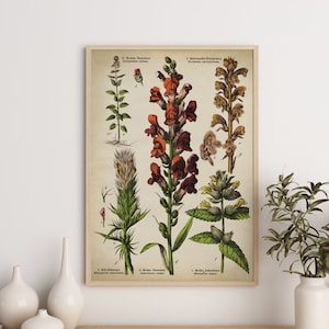 Botanische poster, print geneeskrachtige planten en bloemen, botanische print, botanische kaart, wetenschappelijke illustratie, leeuwebek, dag en nacht