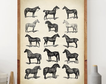 Aged HORSE PRINT, Horse breeds poster, sepia black and white wall decor, equestrian decoration, vintage horses chart Fast Track Shipping