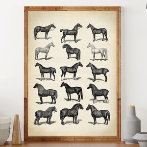 IMPRESSION DE CHEVAL vieilli, affiche de races de chevaux, décoration murale sépia noir et blanc, décoration équestre, carte de chevaux vintage expédition accélérée