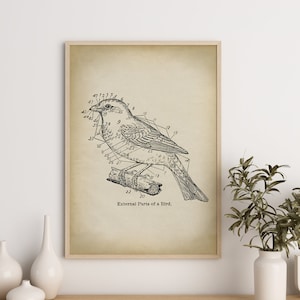 Scientific Bird print, bird chart art, ornithology, bird diagram, bird illustration, bird home decor Fast Track Shipping