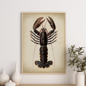 Op de afbeelding: Een vintage illustratie van een zwarte en bruine kreeft met gele en blauwe markeringen. De kreeft is afgebeeld in een realistische stijl met gedetailleerde klauwen en antennes. De illustratie is gedrukt op crèmekleurig papier en ingelijst in een licht houten lijst.