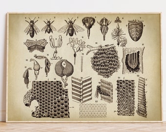 Cartel de APICULTURA, Impresión de gráficos de apicultores, Ilustración de arte de apicultura, Decoración del hogar de abejas, Plantas de miel, Colmena, Arte de colmena Envío rápido