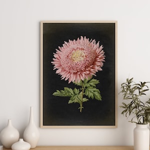 Botanical Poster, Pink Chrysanthemum Flower Print, vintage aesthetic, Black Background, Flower Poster, Kitchen decor Art Fast Track Shipping image 1