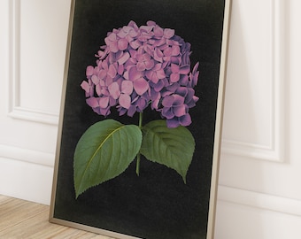 Hydrangea Botanical Print: Dark Academia Floral Wall Art