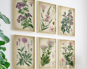 Botanical print SET of 6 art prints, pink flowers poster, vintage floral wall art