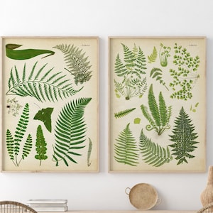 LOT de 2 impressions botaniques, impressions de fougères, plantes vintage, art mural d'herbes, affiche de feuilles de fougère, biologie, ensemble mural de galerie, art expédié par la poste
