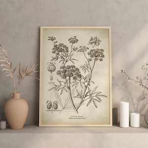 Botanische print giftige plant, hemlock, tuinieren, bloem poster kunst, botanische poster, zwart-wit vintage plantkunde, gifkruiden