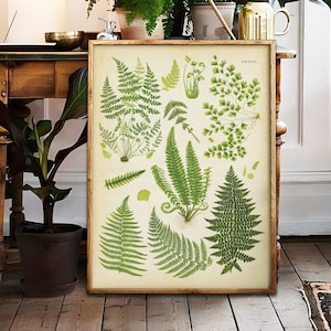 Impressão de samambaia, pôster de estudo de gráfico de espécies de samambaia, folhas de samambaia, arte de parede botânica, estética vintage, plantas verdes, botânica antiga