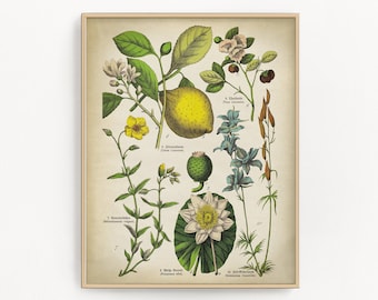 Botanical lemon tree wall art. Vintage fruit plants and flowers botanical chart print, lime citrus fruit, Chinese tea, rock rose, sunrose