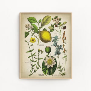 Botanische citroenboom kunst aan de muur. Vintage fruitplanten en bloemen botanische kaartprint, limoencitrusvruchten, Chinese thee, zonneroos, zonneroos