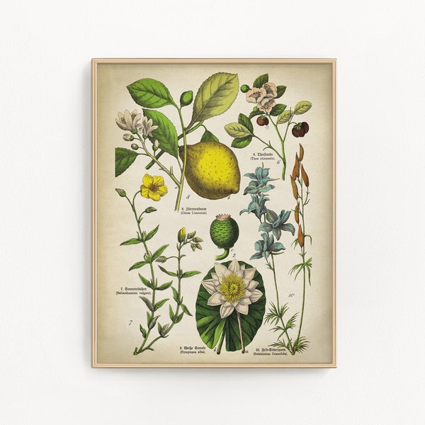 Botanical lemon tree wall art. Vintage fruit plants and flowers botanical chart print, lime citrus fruit, Chinese tea, rock rose, sunrose