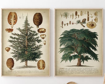 Zeder Baum botanischer Druck 2er SET, Vintage ästhetische botanische Plakate, Herbstdekor, Hüttenwaldwandkunst,