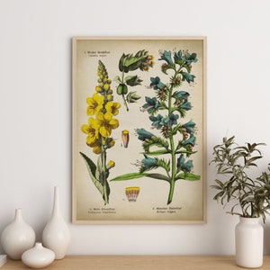 Botanische poster, bloemenprint, print geneeskrachtige planten en bloemen, botanische grafiek, wildart-print, bloemenposter, botanische kunst