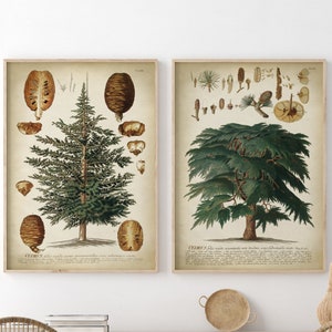 Cedar tree Botanical print SET of 2,  vintage aesthetic botanical posters, fall home, autumn decor, cabin forest wall art,