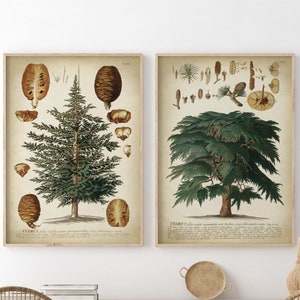 Set di 2 stampe botaniche con albero di cedro, poster botanici estetici vintage, casa autunnale, decorazioni autunnali, arte murale della foresta di baite,