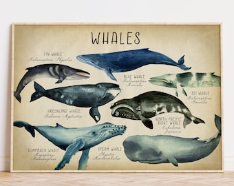 May include: A vintage-style illustration of different whale species, including the fin whale, blue whale, greenland whale, humpback whale, sperm whale, sei whale, and north pacific right whale. The illustration is in watercolor style with a beige background and the names of each whale species are listed below each whale.