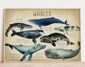 WHALES Art Print, Watercolor Whale Poster, Whale Breeds, Coastal Marine Decor, Nautical Art Seal Life, Marine Life Print Fast Track Shipping