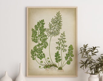 Fern Print, Botanical green moss wall art, vintage aesthetic, neutral decor,  modern farmhouse rustic decor, plants poster,