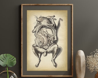 Bizarre Animal ANATOMY Print, Vintage Rabbit anatomical Poster, Scientific Illustration, Veterinary Drawing wall art,