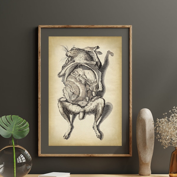 Bizarre Animal ANATOMY Print, Vintage Rabbit anatomical Poster, Scientific Illustration, Veterinary Drawing wall art,
