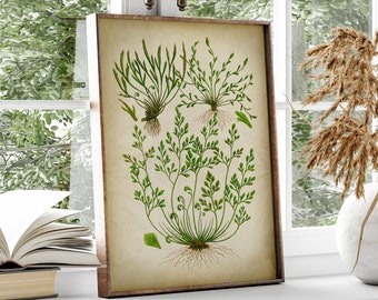 Fern Moss Poster, Fern print, Moss Print, Fern Art, Botanical Art, Botanical Print, Botanical Chart, Botanical Poster, green Plant,