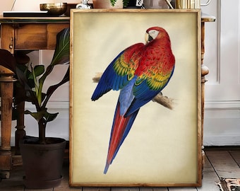 Tropical bird print art, Exotic multicolor parrot, Jungle Bird poster, vintage aesthetic wall art decor.