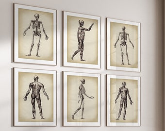 Anatomy Art Print Set: Vintage Skeleton & Muscle Posters