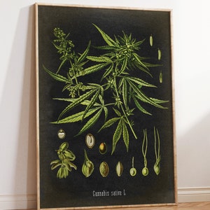 Cannabis Sativa botanischer Druck, Cannabis Druck, Schwarzer Hintergrund, Antikes Cannabis Poster, CannabisKunst, Drogenpflanze Fast Track Versand
