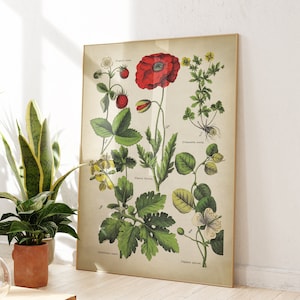 Poppy Flower Print, Botanische muurkunstposter, geneeskrachtige planten en rode bloemenprint, botanische kaart, aardbei, boterbloem.