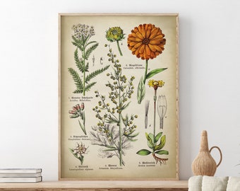 Impression d'art de fleurs botaniques de calendula, impression de fleurs médicinales, armoise, arnica, aquilée, affiche botanique, fleurs vintage, herbe médicinale