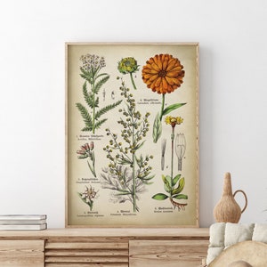 Calendula Botanical Flower Art Print, Medicinal Flowers Print, Sagebrush, Arnica, Aquilea, Botanical Poster, Vintage Flowers, Medicinal herb