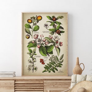 Poster Botanische vruchten en bloemen, bloemenprint, botanische print, vintage bloemen, botanische kunstwerken, botanische poster,