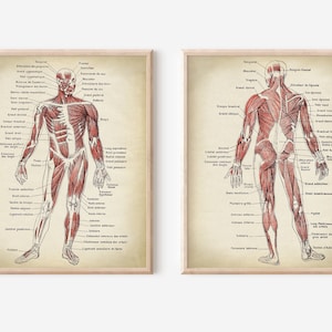 Anatomy Print SET of 2, Anatomical Poster, Muscular System Chart, Medical Print, Anatomy Chart, Antique Anatomy Fast Track Shipping image 1