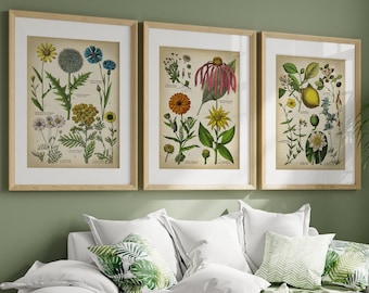 Medicinal Plant Print Set: Marigold, Camomile Botanical Art