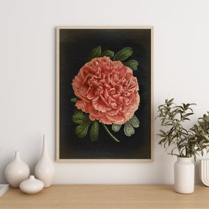 Pioenroos botanische print, bloemmuurkunstposter, oude zwarte achtergrond, vintage esthetiek, keukendecor, botanische muurkunst vintage