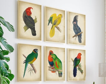 6er Set Vintage Papagei Prints Bunte Tropische Vögel, Antike Vogel Wandkunst, Kakadu Loros Poster, Boho Galerie Wanddeko