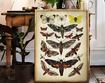 Butterfly art print, Insect wall decor, antique aesthetic scientific illustration, naturalist chart, vintage butterfly