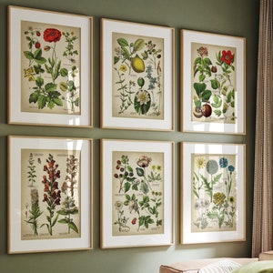 Matching set of six botanical posters hanging in a wall in an interior room. This posters show colouring flowers and plants,  some of they medicinal, there is the scientific name of the plant at the side. The prints have vintage encyclopaedia style.