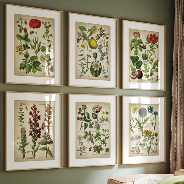 BOTANICAL print set of 6 art prints,  medicinal plants, botanical poster, flower poster, flowers print set, red poppy Fast Track Shipping