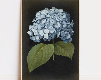 Blue Hydrangea Botanical Print: Vintage Flower Poster, Aged Black
