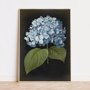 Blue Hydrangea Botanical Poster, vintage aesthetic,  Flower Print, winter decor, Aged Black Background, Kitchen decor,  Fast Track Shipping