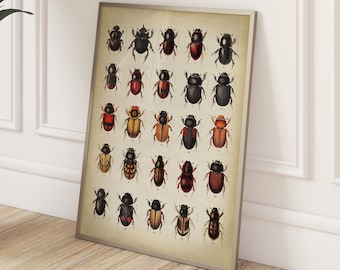 Cartel de insectos escarabajos, impresión de gráficos científicos decorativos de especies de escarabajos, arte de pared de dibujo naturalista de entomología, decoración de academia oscura.