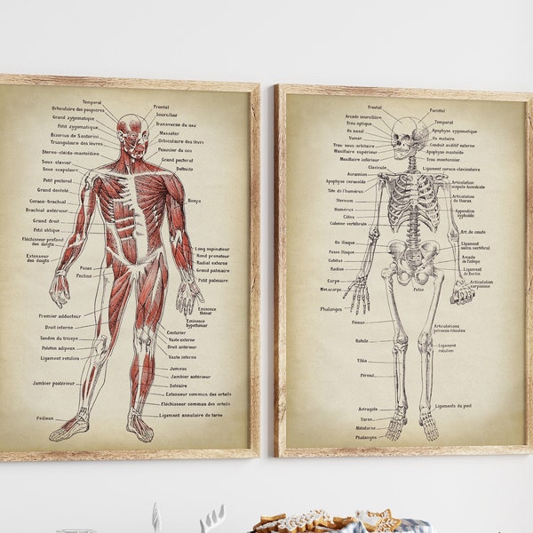 Anatomy Print SET of 2, Anatomical Poster, Muscles and Skeleton, Chart, Medical Print, Anatomy Chart, Antique Anatomy Fast Track Shipping