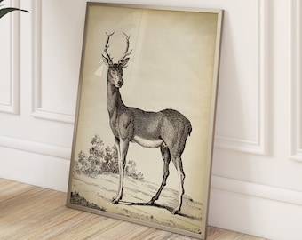 Deer poster vintage drawing,  black and white bucolic forest animal, old classical style, pastoral scenery, rustic cabin forest decor,