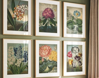 Botanical print SET of 6 art prints, flower posters set, plants, botanical poster, flower poster, flowers print set, Fast Track Shipping
