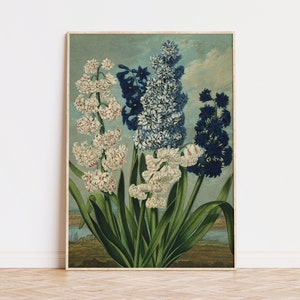 Hyacinten BOTANISCHE Print, blauwe en witte bloemen poster, botanische wand decor, antieke bloem kunst print Fast Track Shipping