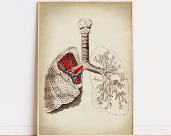 Lungs Anatomy print, vintage anatomy poster, medical wall art, doctor gift, anatomy poster, anatomy print, home decor Fast Track Shipping