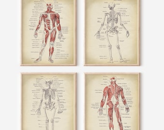 Anatomy Print SET: Scientific Anatomical Illustration, Medical Art