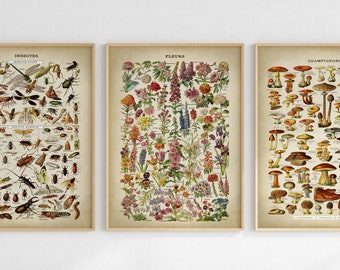 Naturalist print set of 3, Flowers, Mushrooms and Forest Insects and Arthropods, botanical posters wall art, Natural History Adolphe Millot
